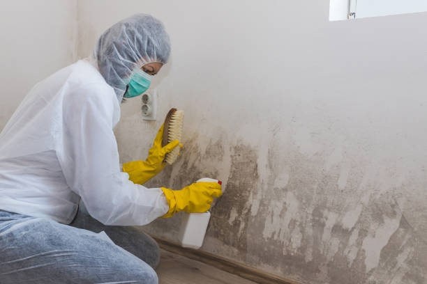 Trusted Ashland, AL Mold Removal Experts